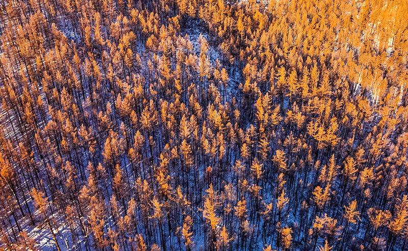 mongolia forest photos 